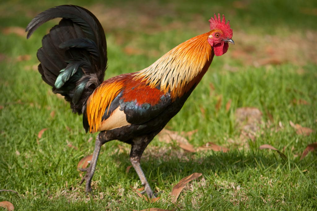 A free range rooster chicken – Pekin Bantam